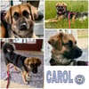 CAROL -Anhänglicher, kleiner Wirbelwind-