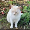 Bobby (Leuk.+FIV pos.)-lieb & freundlich