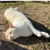 Bobby (Leuk.+FIV pos.)-lieb & freundlich