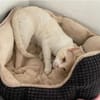 Bobby (Leuk.+FIV pos.)-lieb & freundlich
