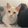Bobby (Leuk.+FIV pos.)-lieb & freundlich
