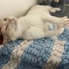 Bobby (Leuk.+FIV pos.)-lieb & freundlich