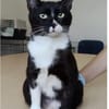 Ronda- liebes anhängliches Katzenmädchen