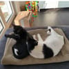 Ronda- liebes anhängliches Katzenmädchen