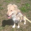Balou sucht nach Enttäuschung neues Zuhause