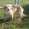 Balou sucht nach Enttäuschung neues Zuhause