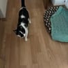 Macarena - super freundlich & verschmust