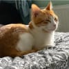 Melón -  hübsches weiß-rotes Tigerchen