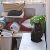 Unser wunderhübsches Gabi und Gabi suchen ein Zuhause