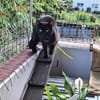 Unser wunderhübsches Gabi und Gabi suchen ein Zuhause