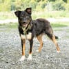Unser Traumhund Luis sucht Familienanschluss