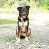 Unser Traumhund Luis sucht Familienanschluss