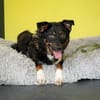 Unser Traumhund Luis sucht Familienanschluss