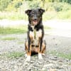 Unser Traumhund Luis sucht Familienanschluss