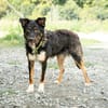 Unser Traumhund Luis sucht Familienanschluss