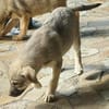 Welpenmädchen Paula, Körbchen gesucht