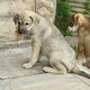 Welpenmädchen Paula, Körbchen gesucht