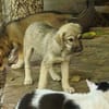 Welpenmädchen Paula, Körbchen gesucht