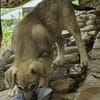 Welpenmädchen Paula, Körbchen gesucht