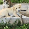 Welpe Lilly sucht ihre Familie