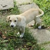 Welpe Lilly sucht ihre Familie