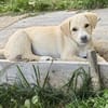 Welpe Lilly sucht ihre Familie