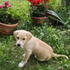 Welpe Lilly sucht ihre Familie