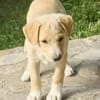 Welpe Lilly sucht ihre Familie