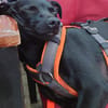 Tommy, Neuanfang gesucht