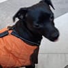 Tommy, Neuanfang gesucht
