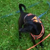 Tommy, Neuanfang gesucht