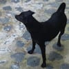 Tommy, Neuanfang gesucht