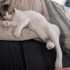 Raúl - zutraulicher, anhänglicher Kater