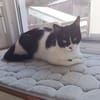 Vito - liebevoll, gesellig & verspielt