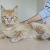 Isidro - liebenswerter roter Tiger