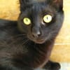 Isidora (FIV+) - sehr lieb & freundlich