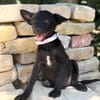 Lola (Larett)-Liebe, junge Welpin sucht ihre Herzensmenschen