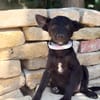 Lola (Larett)-Liebe, junge Welpin sucht ihre Herzensmenschen