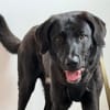 verschmuster und verspielter Junghund HUGO