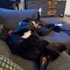 verschmuster und verspielter Junghund HUGO