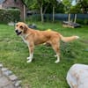 Imilo, geb. ca. 04/2024, 47652 Weeze