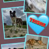 sensible Trisha auf PS in 86637