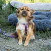 Unsere kleine Traumhündin Lotti sucht Familienanschluss