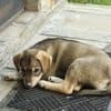Welpe Skye sucht 4ever home