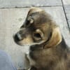 Welpe Skye sucht 4ever home