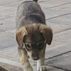 Welpe Skye sucht 4ever home