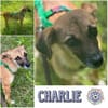 CHARLIE * zauberhaftes Wesen