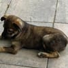 Welpe Kira wartet auf ein Zuhause