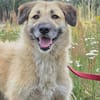 🐾 Missy  liebevolle Hündin sucht ein Zuhause als Zweithund