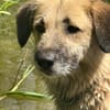🐾 Missy  liebevolle Hündin sucht ein Zuhause als Zweithund